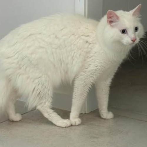 Stormy - Ragdoll Cat
