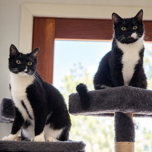 Chico & Fernando - Domestic Short Hair (DSH) Cat
