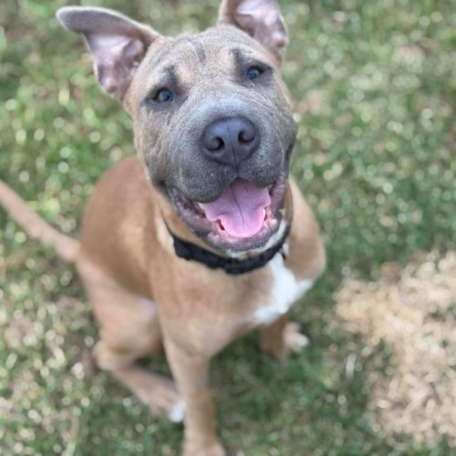 Teddy - Shar Pei Dog