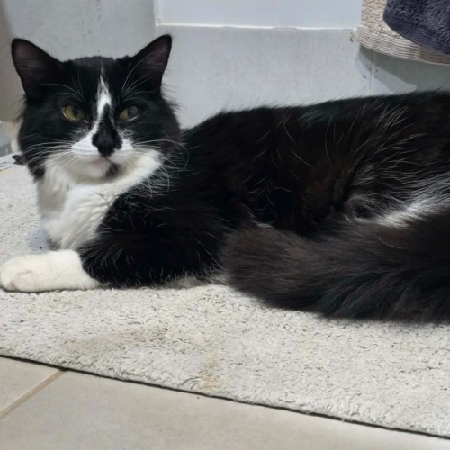 Ollie - Domestic Medium Hair (DMH) Cat