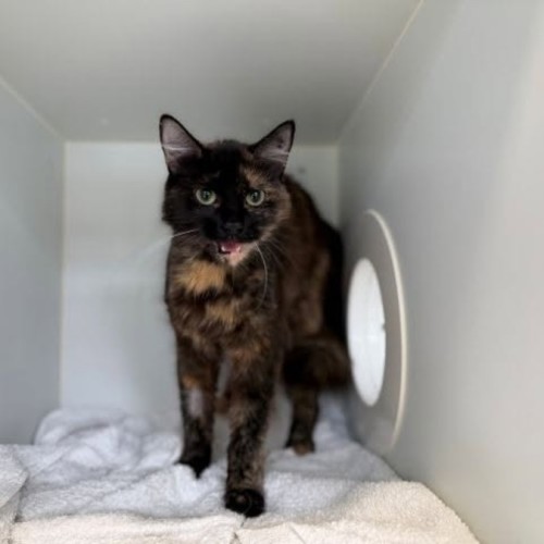 Cinnamon - Domestic Medium Hair (DMH) Cat