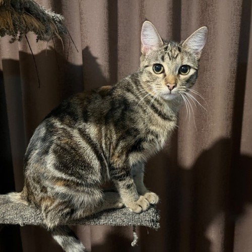 Tinx ** 2nd Chance Cat Rescue** - Domestic Short Hair (DSH) Cat