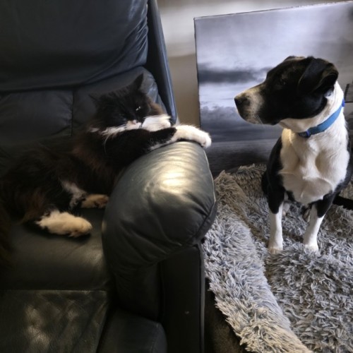 Zena - Border Collie Dog