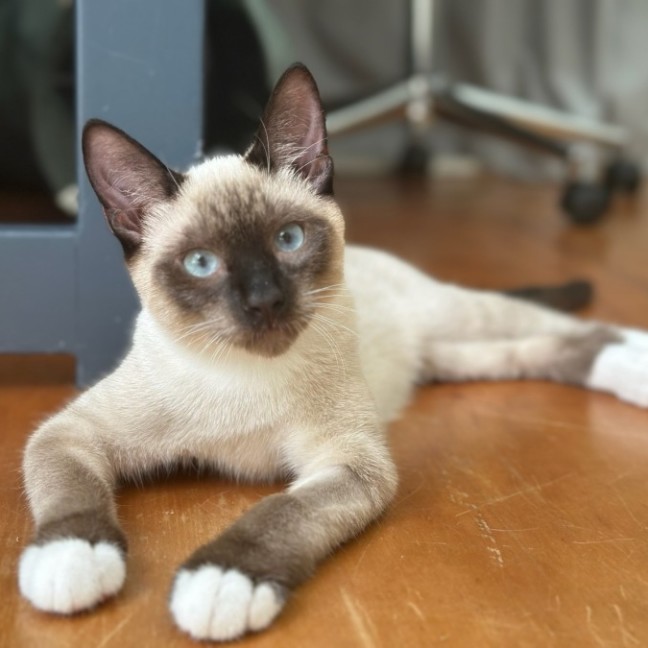 Photo of Phineas And Feb