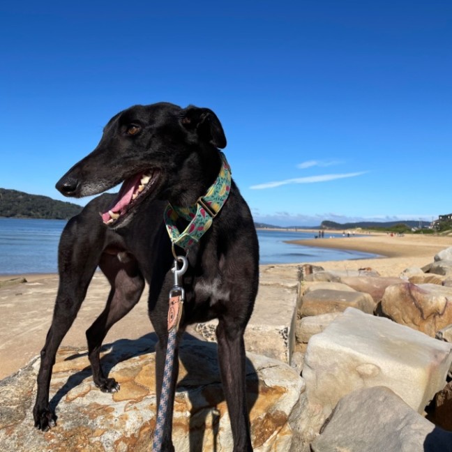 Photo of Moose