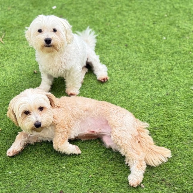 Photo of Bonnie & Josie