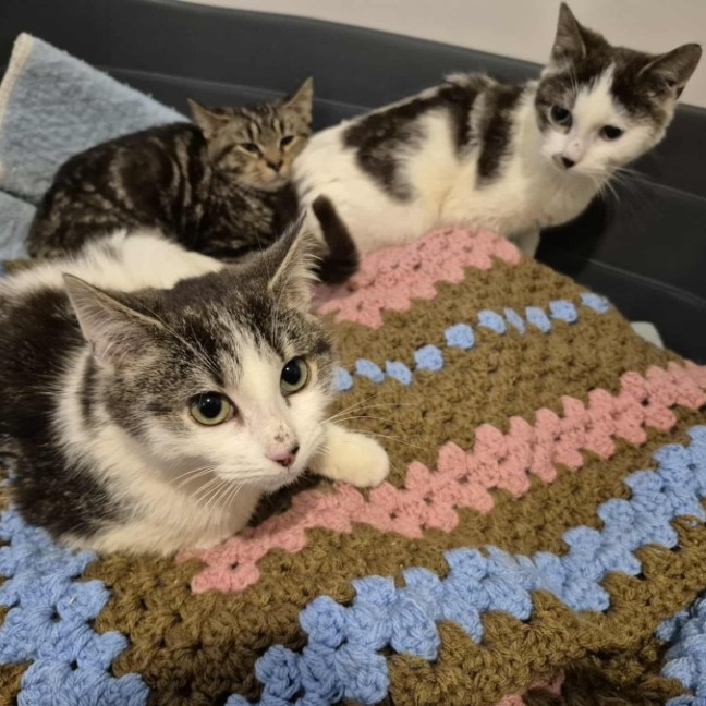 Photo of Rafael Nadal **2nd Chance Cat Rescue**