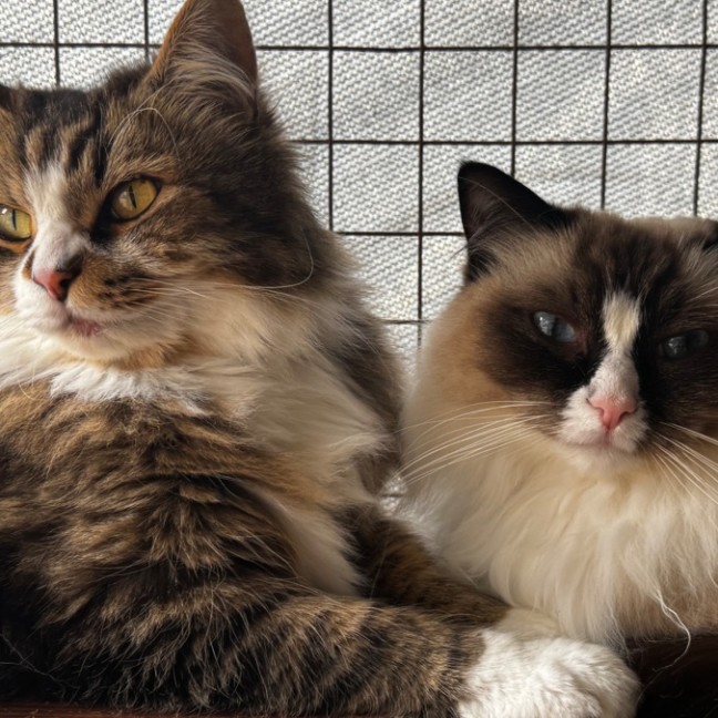 Photo of Molly And Maddox 