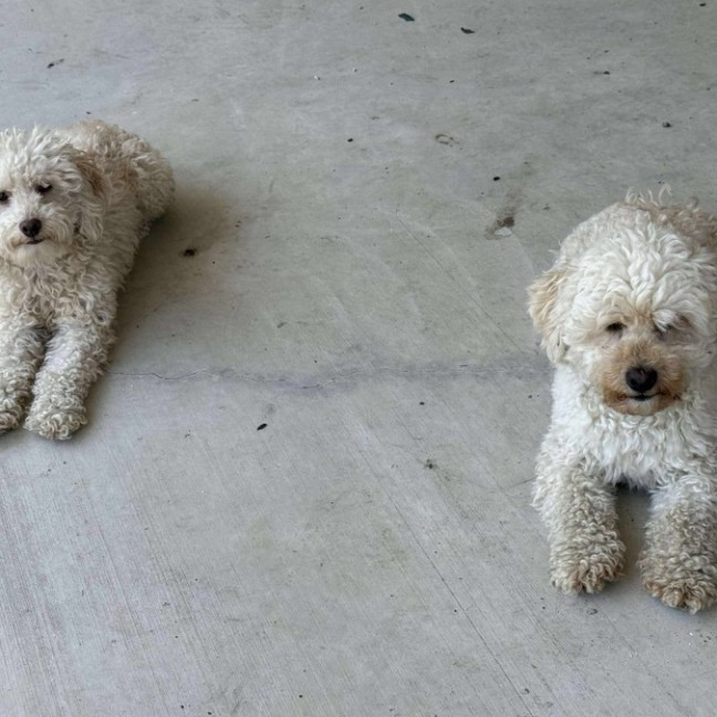 Photo of Olly & Coco