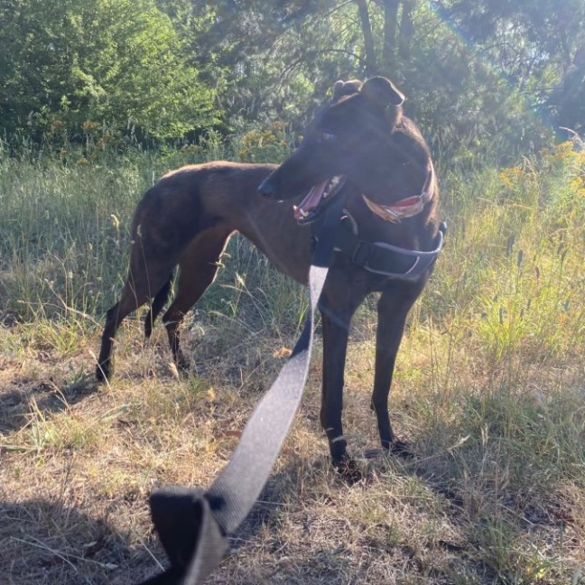Photo of Jojo, The Greyhound 