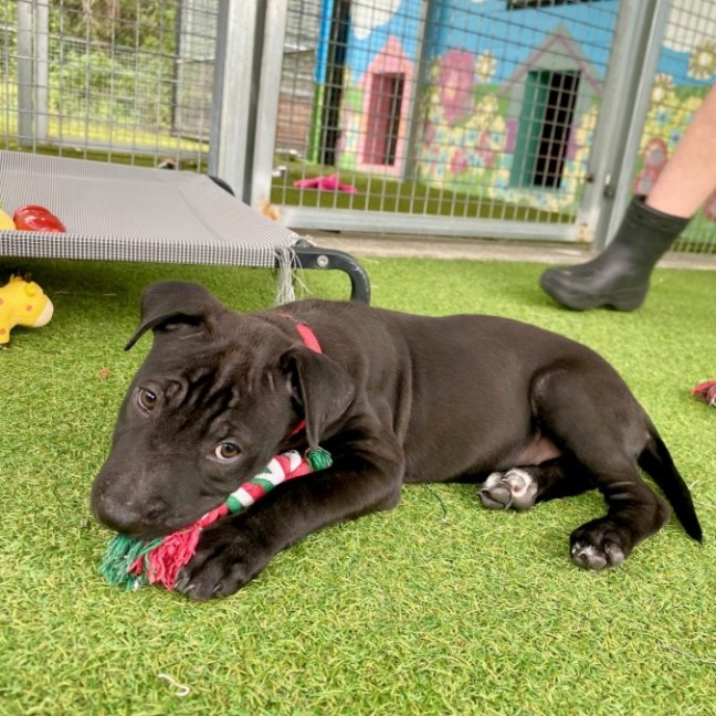 Photo of D1100 Humphrey