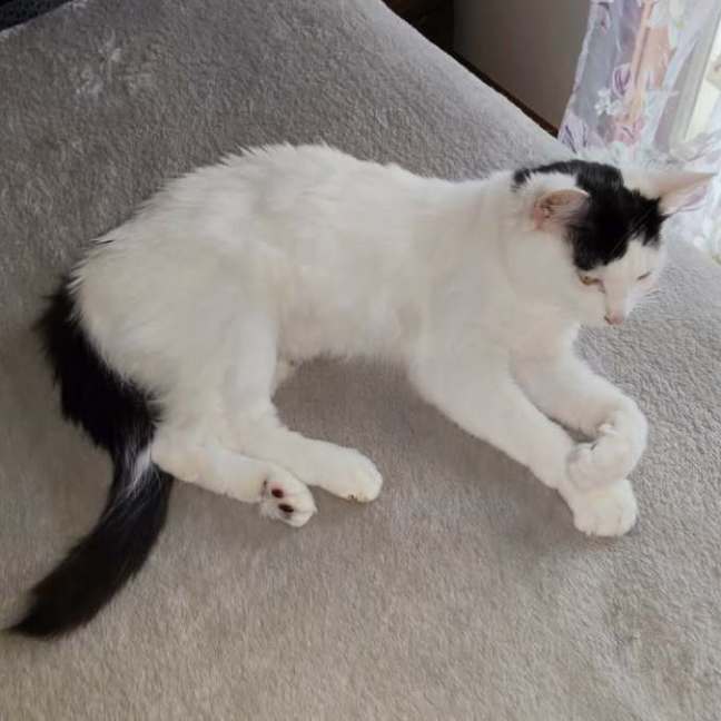 Photo of Molly (Empty The Nest $50 Adoption Special Easter)