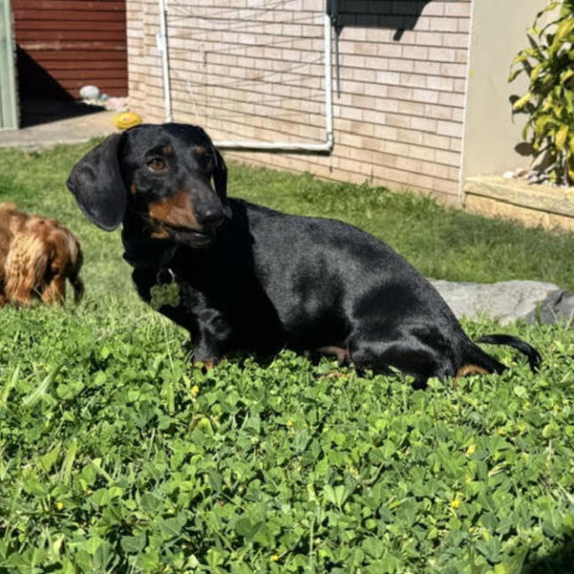 Photo of Roxy