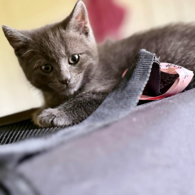 Photo of Gandalf And Florence