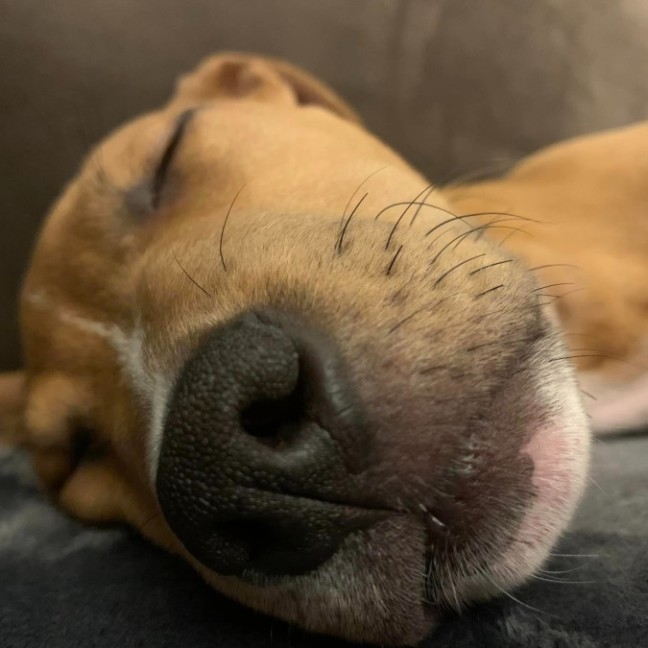 Photo of Benji