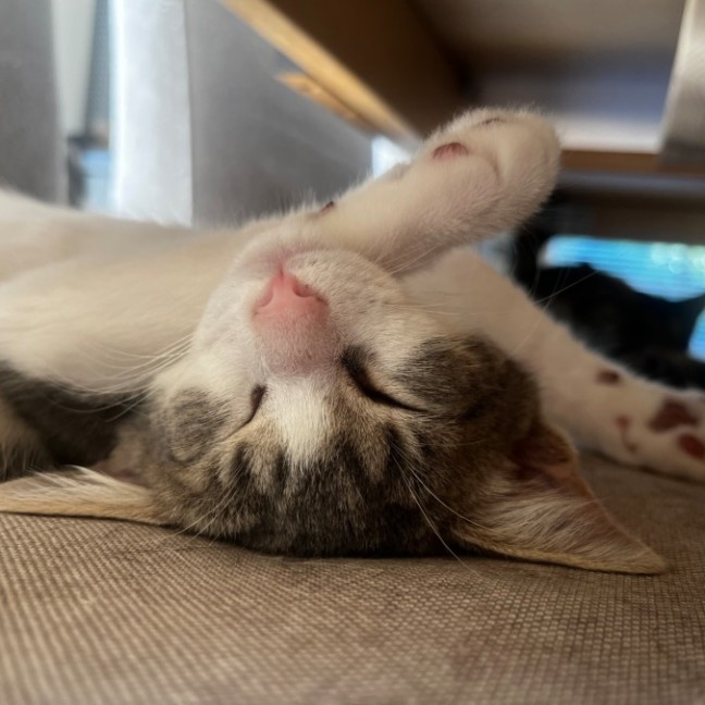 Photo of Gamay Beaujolais