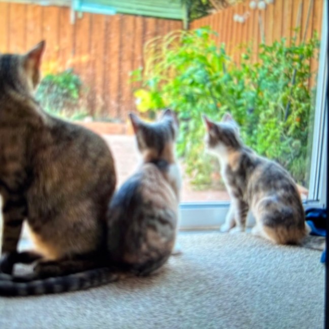 Photo of Mimi Meet Me @Petstock Keysborough Store