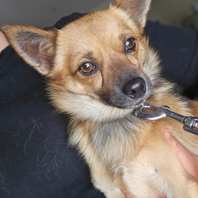 Photo of Benji