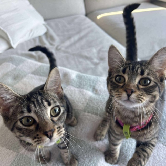 Photo of 💛Pinto And Mirabelle🩷