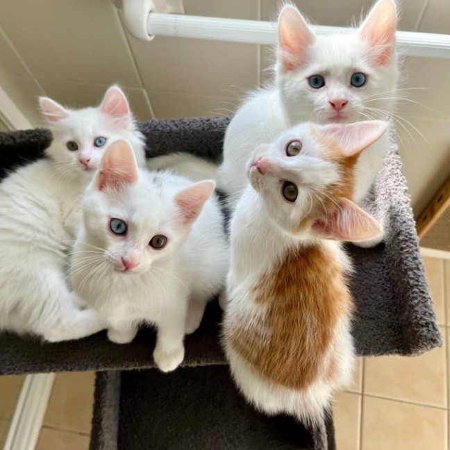 Photo of ⭐️ Dino ⭐️