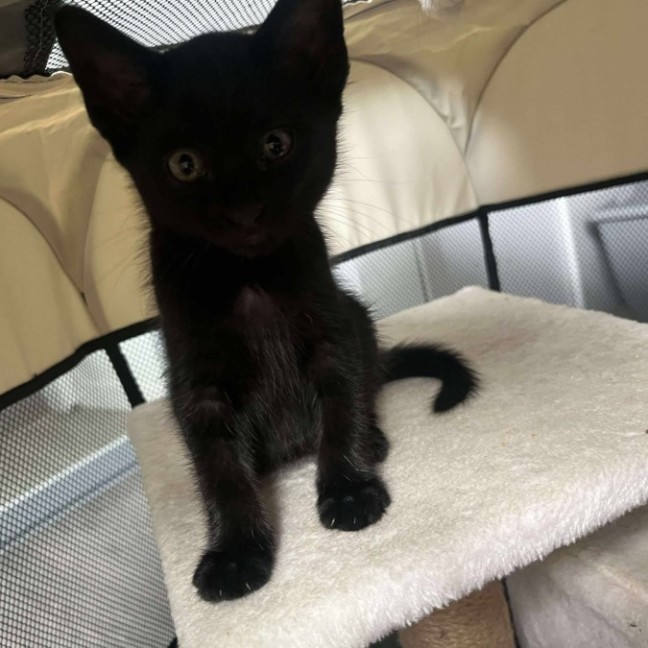 Photo of Bagheera