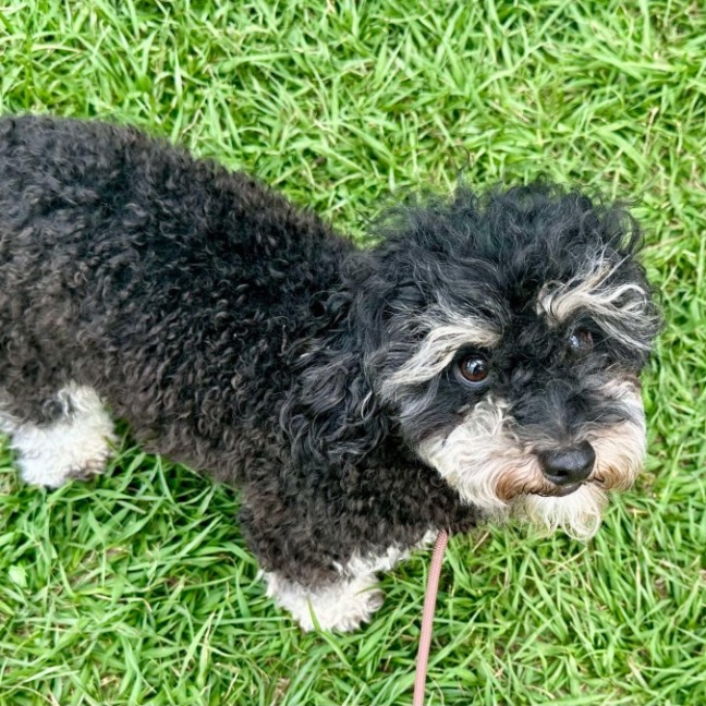 Photo of Rocco