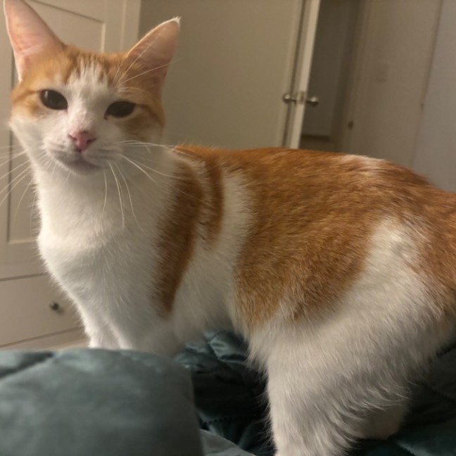 Photo of Ariel **2nd Chance Cat Rescue**