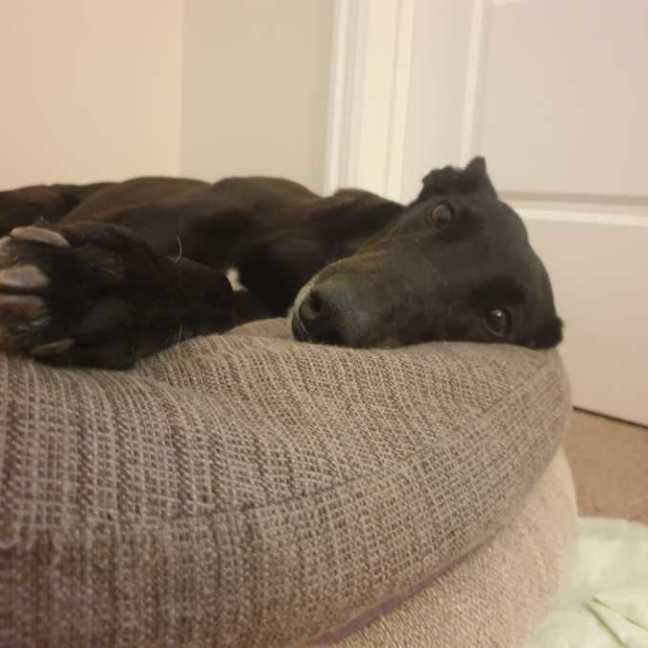 Photo of Scooby, The Greyhound