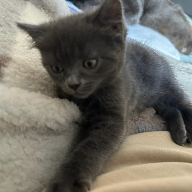 Photo of Captain Sushi