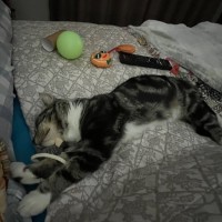 Photo of Mystery ** 2nd Chance Cat Rescue**