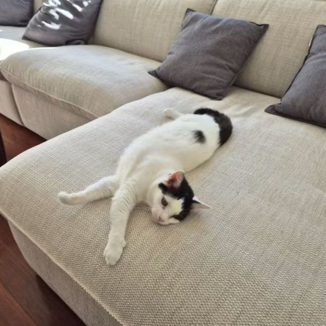 Photo of Pepper