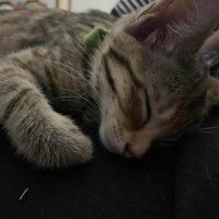 Photo of Hazel