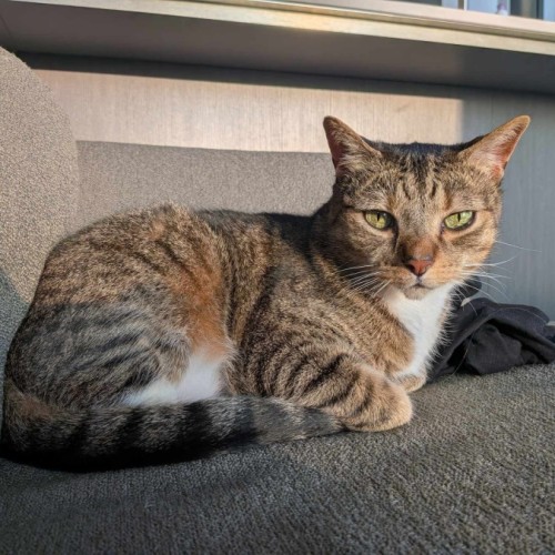 Myrtle - Domestic Short Hair (DSH) Cat