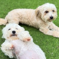 Photo of Bonnie & Josie