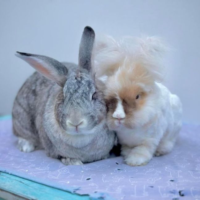 Photo of Gaston And Tolly