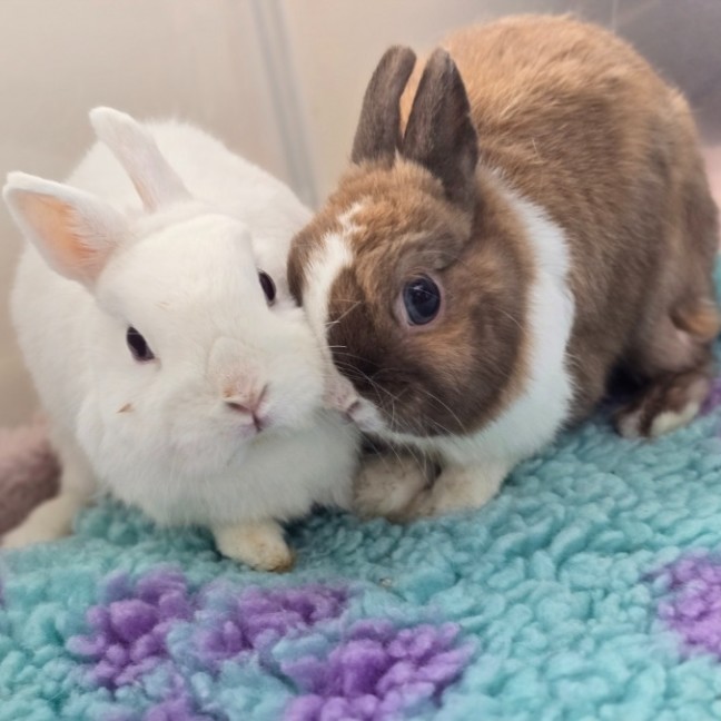 Photo of Rex & Roger (Located In Wantirna South)