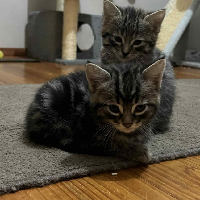 Photo of Finnigan ** 2nd Chance Cat Rescue**