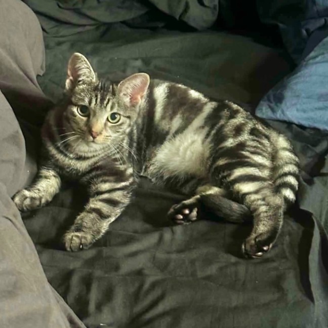 Photo of Dumpling