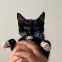 Photo of Tori   Located In Wantirna South