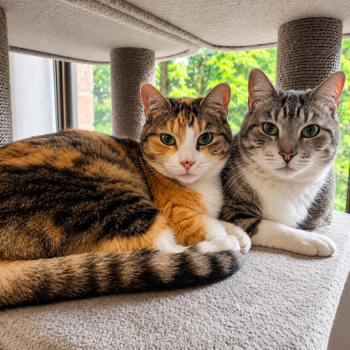 Prince & Princess - Domestic Short Hair (DSH) Cat