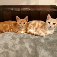 Photo of Peanut