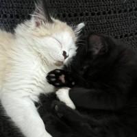 Photo of Pebble 💕