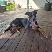 Photo of Basil