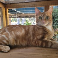 Photo of Rebel   Reduced Adoption Fee