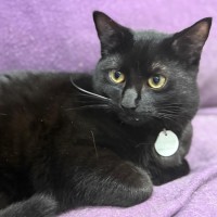 Photo of Luna & Noctis