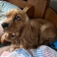 Photo of Celine 🐶 