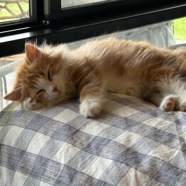 Photo of Mac