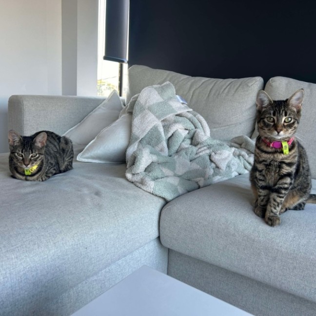 Photo of 🩷Mirabelle And Pinto💛