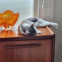 Photo of Squeak (+ Chirp)