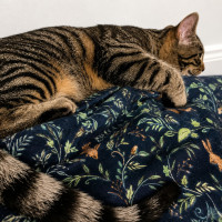 Photo of Chili